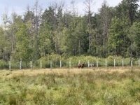 Białowieża Forest by Jakob Frenzel