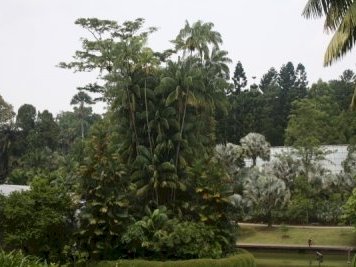 Singapore Botanic Gardens by Jakob Frenzel