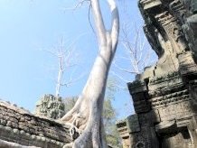 Angkor by Randi Thomsen