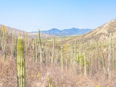 Tehuacán-Cuicatlán Valley by Carlo Sarion