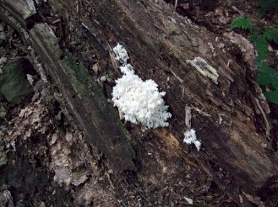 Fungal Flora of Bukovské Hills by Matejicek