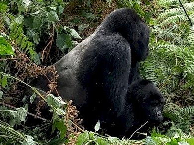 Bwindi Impenetrable National Park by Dennis Nicklaus