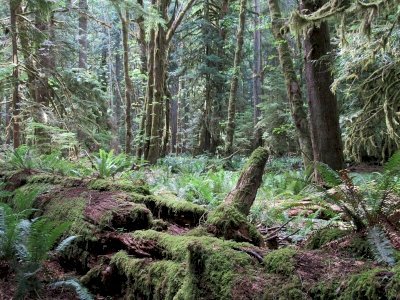 Olympic National Park by Jay T