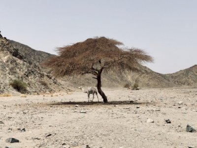 Desert Wadis by Boj