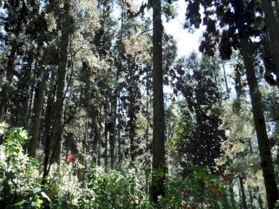Monarch Butterfly Biosphere Reserve by Frédéric M