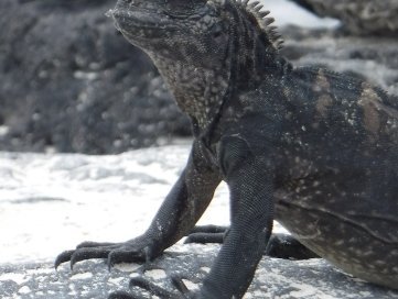 Galapagos Islands by Frédéric M