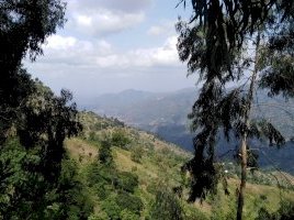 Eastern Arc Mountains Forests of Tanzania by Patrik
