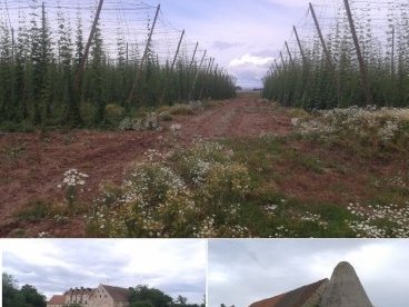 Žatec – Landscape of Hops by Matejicek