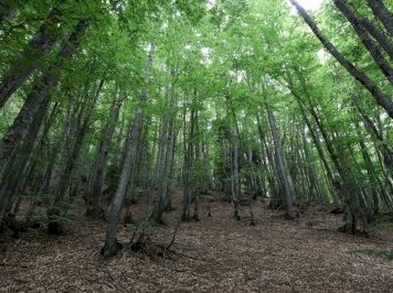 Primeval Beech Forests by Christravelblog