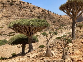 Socotra Archipelago by Michael Novins