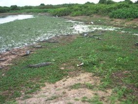 Pantanal by Els Slots