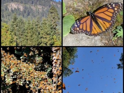 Monarch Butterfly Biosphere Reserve by Clyde