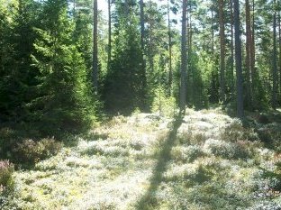 Sammallahdenmäki by Els Slots