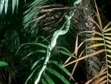 Central Amazon Conservation Complex by Zoë Sheng