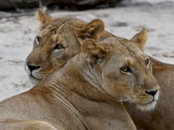 Selous Game Reserve by Svein Elias