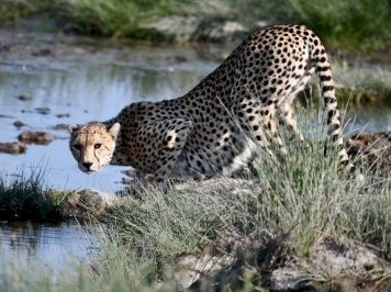 Serengeti by Svein Elias