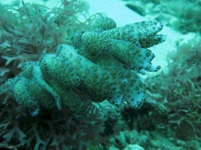 Tubbataha Reefs by Zoë Sheng