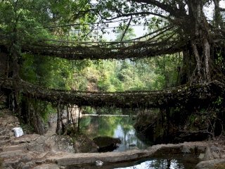 Jingkieng jri: Living Root Bridge by usagi1974