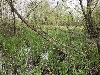 Colchic Rainforests and Wetlands  by Stanislaw Warwas
