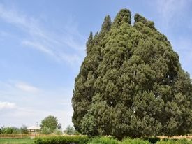 Long-lived trees of Iran by Bernard Joseph Esposo Guerrero