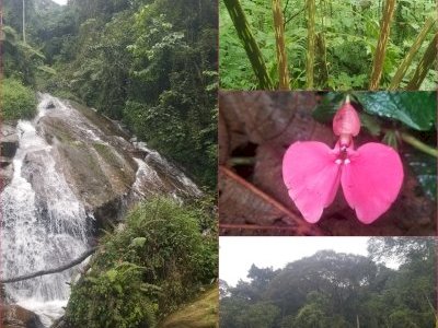 Le parc national de la Kibira by Zoë Sheng