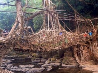 Jingkieng jri: Living Root Bridge by Szucs Tamas