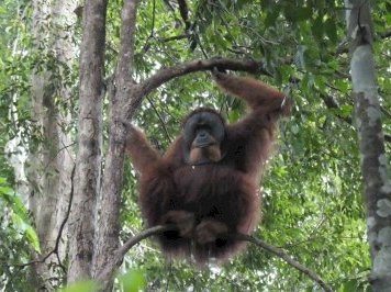 Tropical Rainforest Sumatra by Timonator