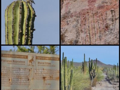 Rock Paintings of the Sierra de San Francisco by Clyde