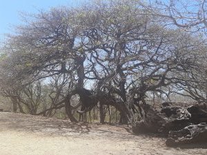 Guanacaste by Patrik