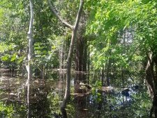Central Amazon Conservation Complex by Patrik