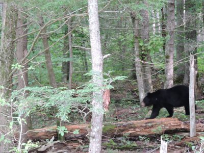 Great Smoky Mountains by Digits