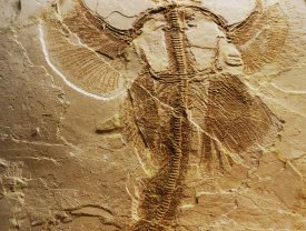 Eocene Marine Biodiversity of the Alpone Valley by Jan-Willem