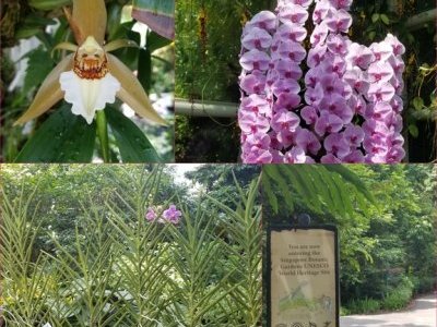 Singapore Botanic Gardens by Zoë Sheng
