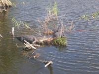 Everglades by Philip T.K.