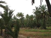 Palmeral of Elche by David Berlanda