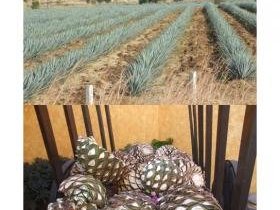 Tequila by Solivagant