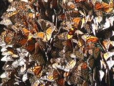 Monarch Butterfly Biosphere Reserve by Solivagant