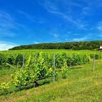 Tokaj Wine Region