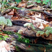 Fungal Flora of Bukovské Hills