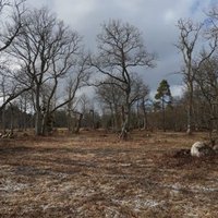 Wooded meadows 
