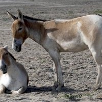Wild Ass Sanctuary