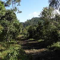 Le parc national de la Kibira