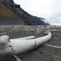 Islands of Jan Mayen and Bouvet 