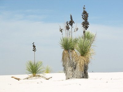 White Sands National Monument by Els Slots