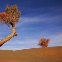 Taklimakan Desert-Populus euphratica Forests