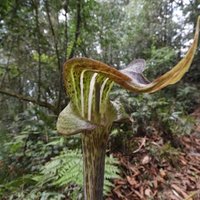 Royal Manas National Park (RMNP)