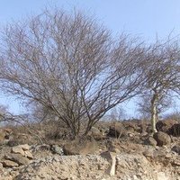 Aire naturelle protégée de Djalélo