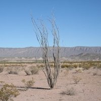 Big Bend National Park