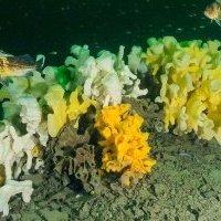 Glass Sponge Reefs Protected Areas