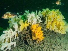 Glass Sponge Reefs Protected Areas